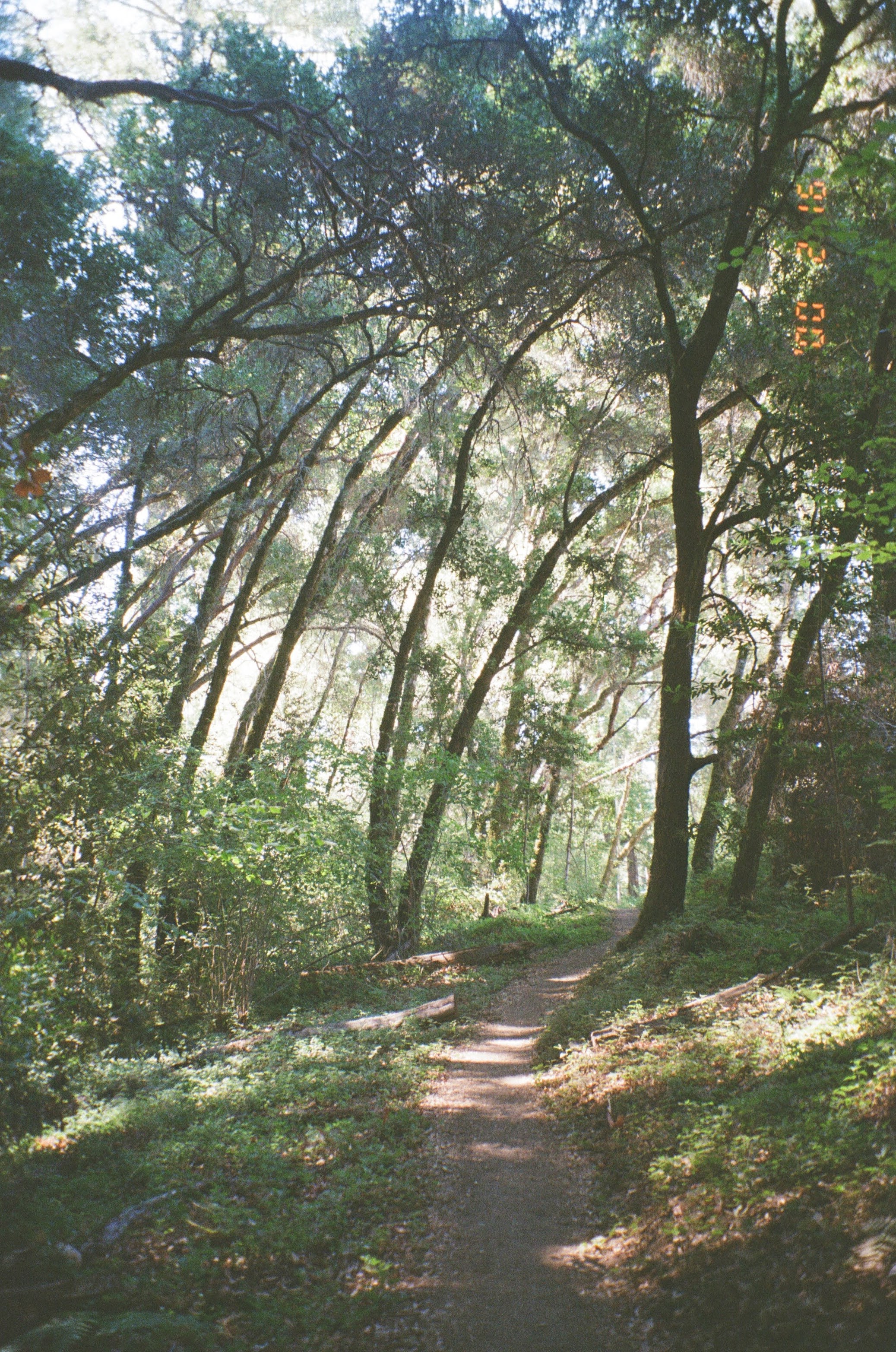 Santa Cruz Redwoods, CA 2022